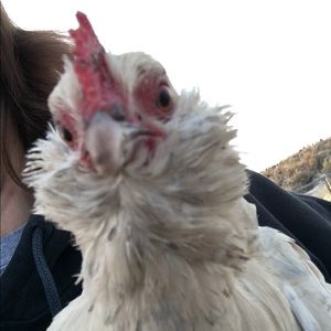 Meet your Posher, Karoline